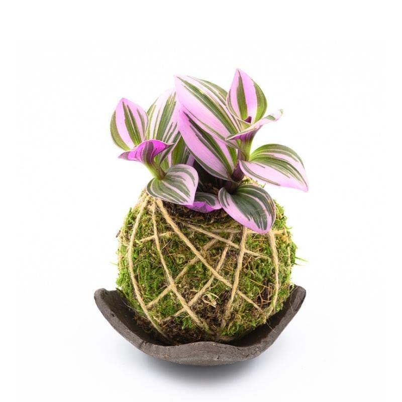 Kokedama Tradescantia Piattino Marrone - Realizzato come da tradizione giapponese - Made in Italy - Pianta vera da interno - 8earn