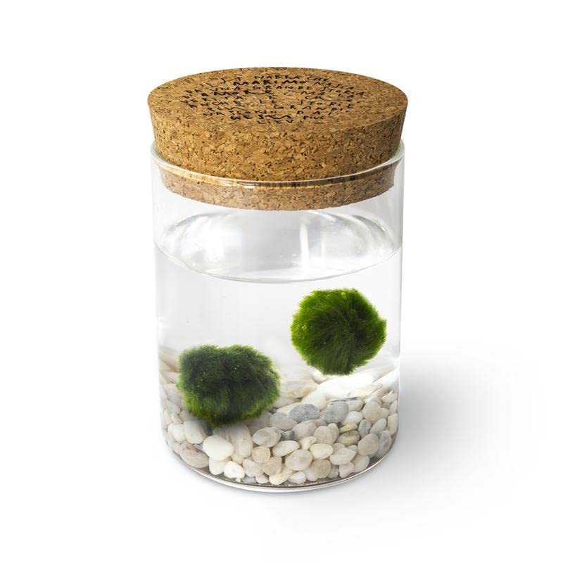 Marimo Original Sughero Leggenda – Coppia (Fondale Bianco) - 8earn